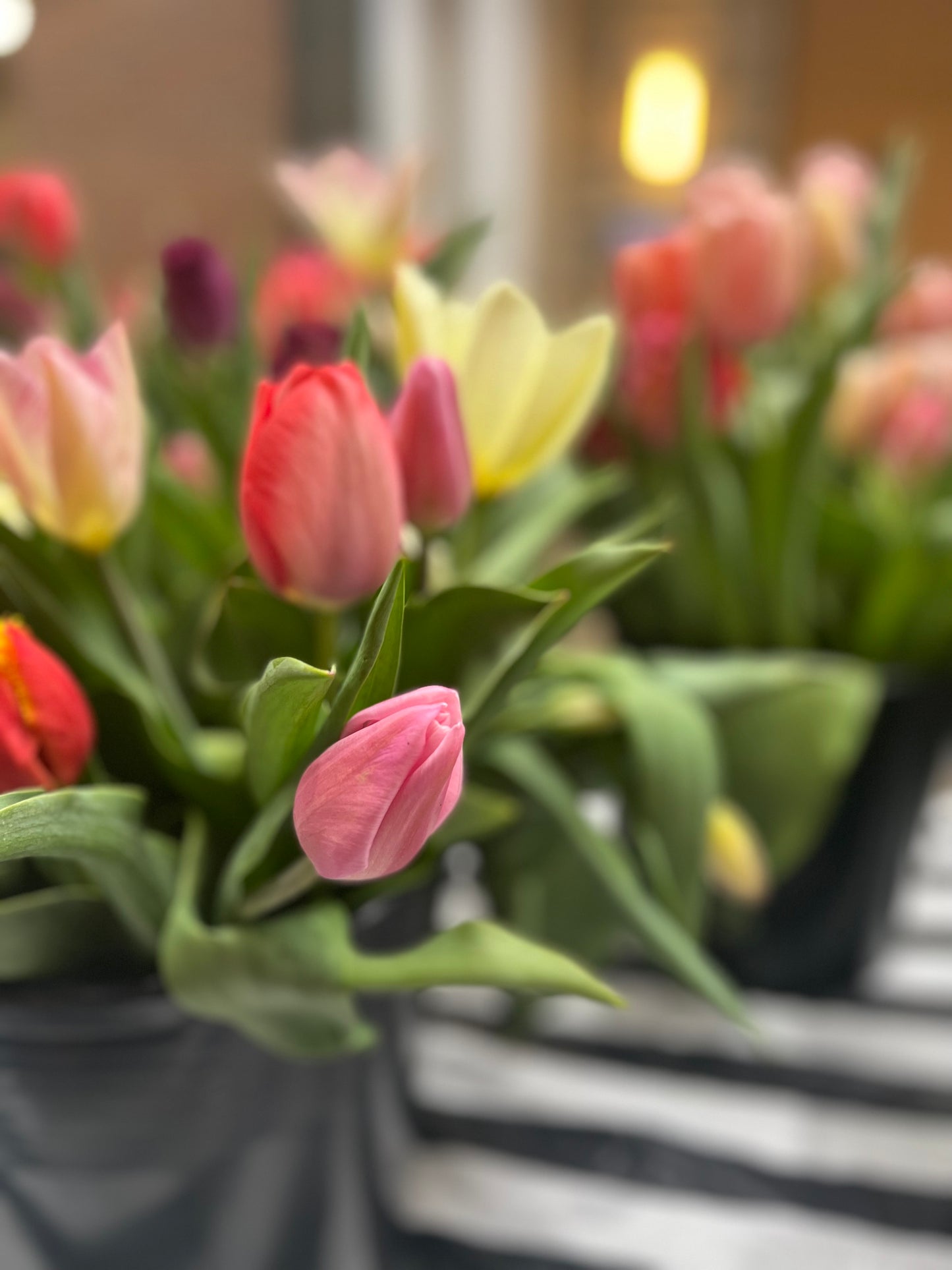 Tulip Bouquet Subscription (4)