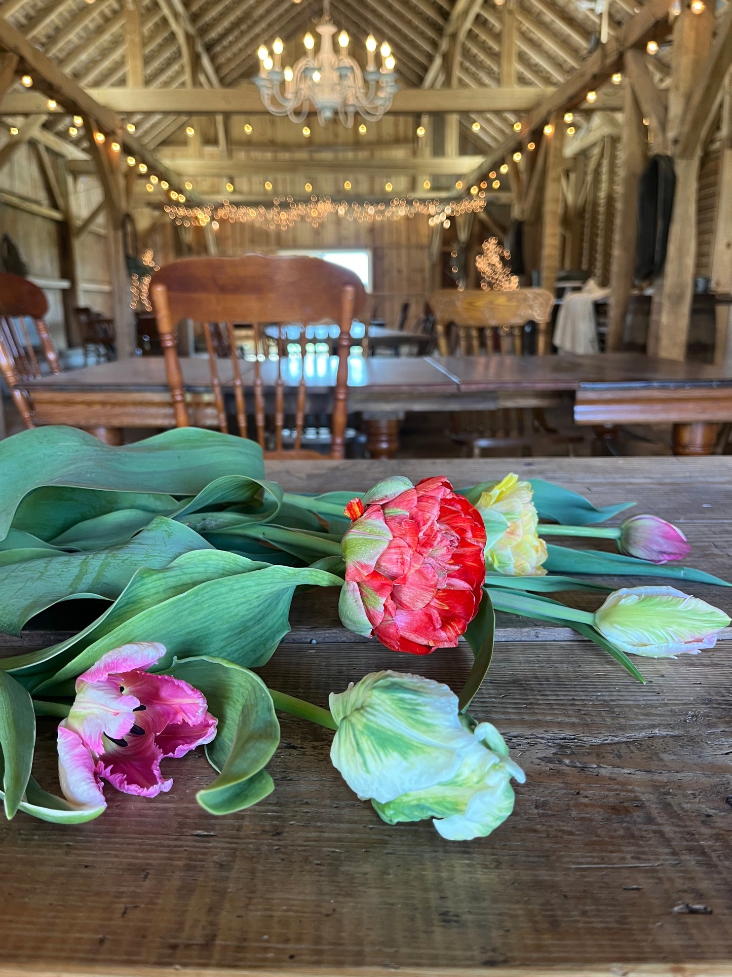 Tulip Bouquet Subscription (4)