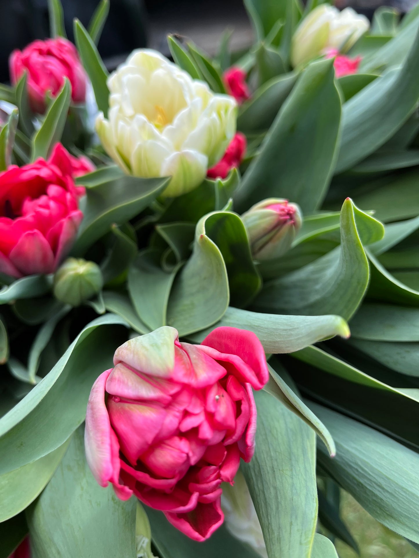 Tulip Bouquet Subscription (4)