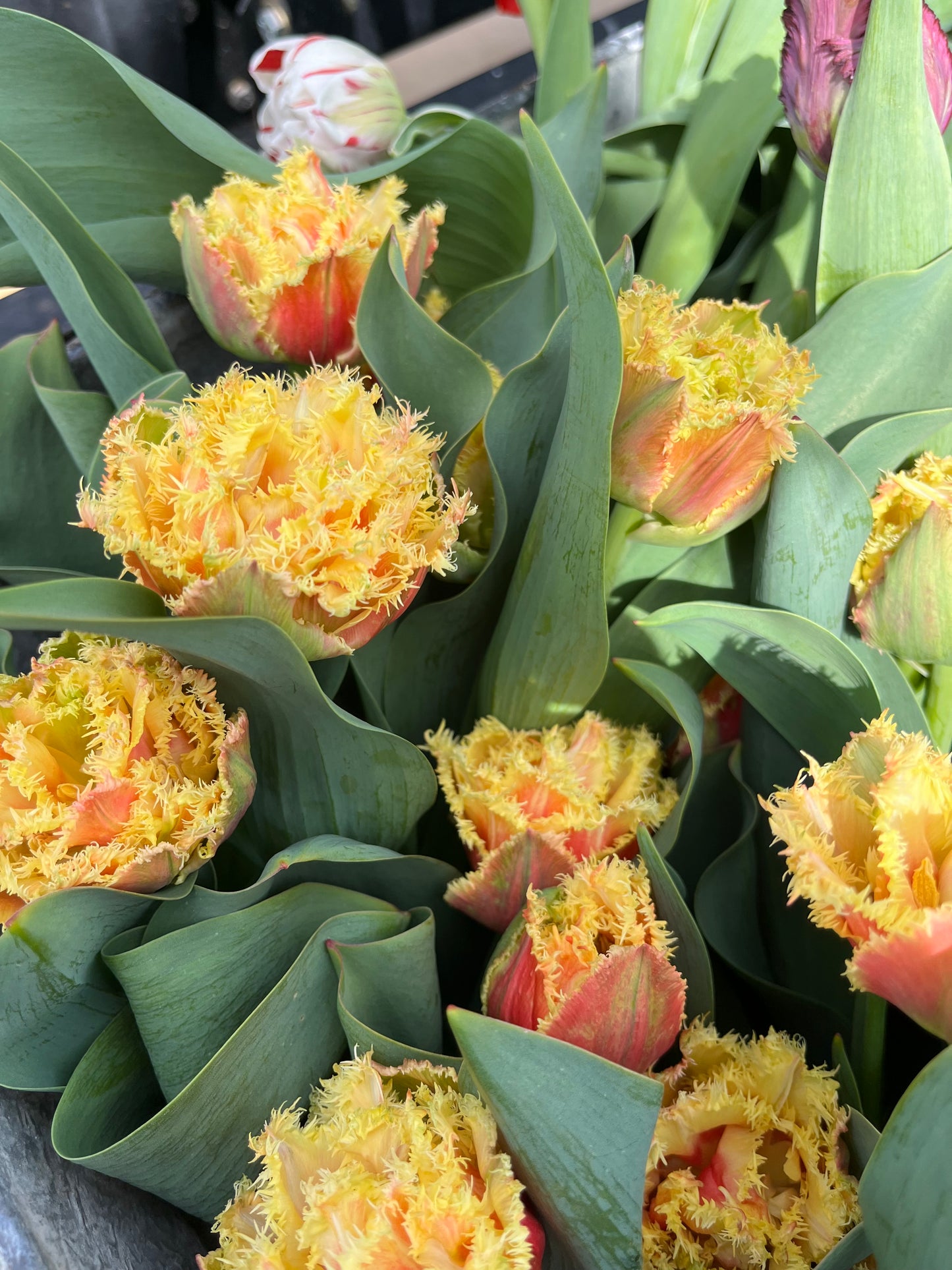 Tulip Bouquet Subscription (4)