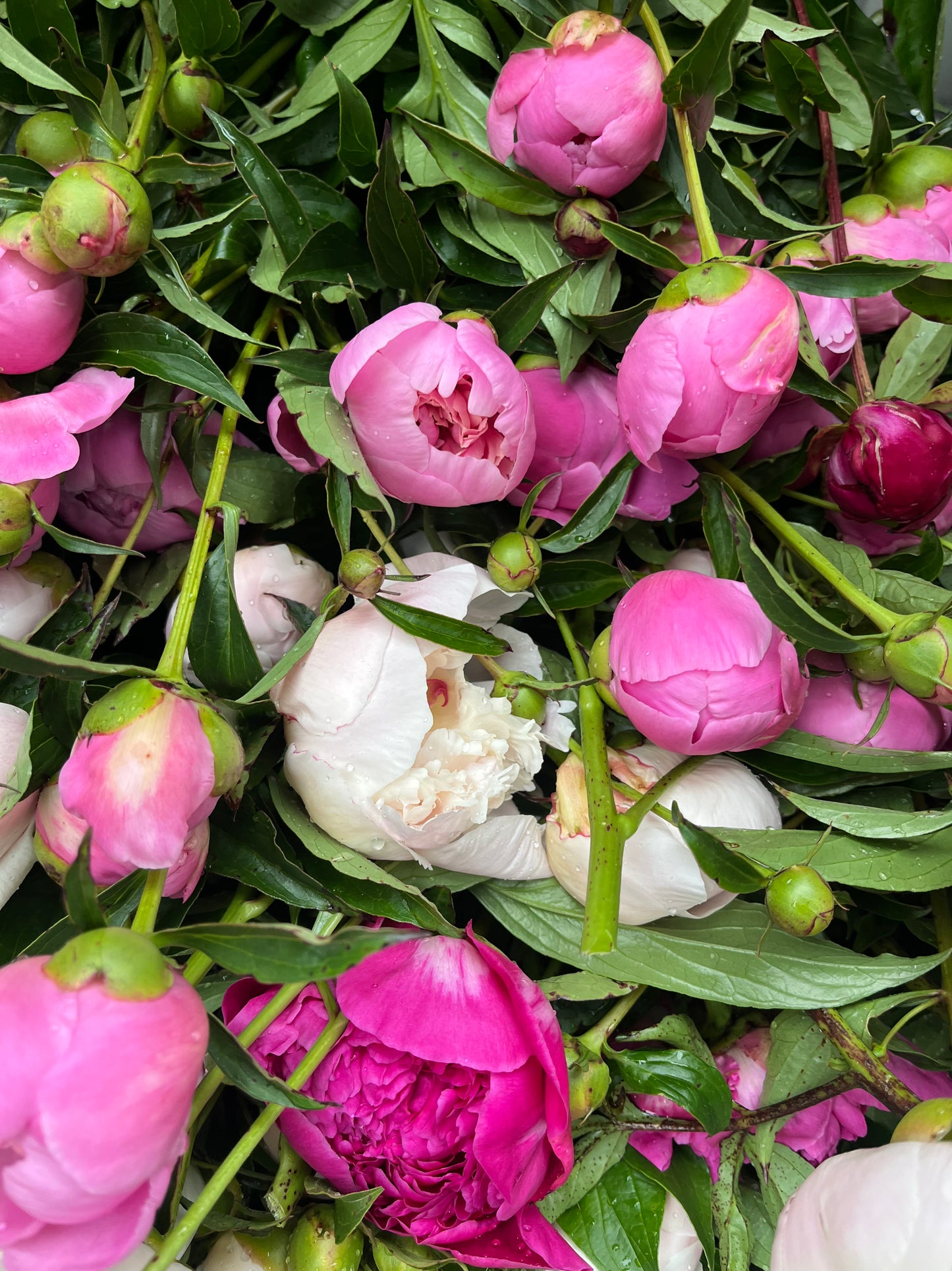 Taylor Graduation Wrapped Bouquet